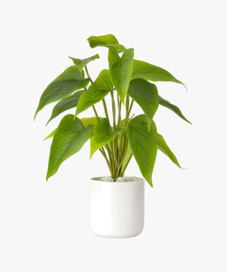Calathea Zebrina Gloria Flower Plant