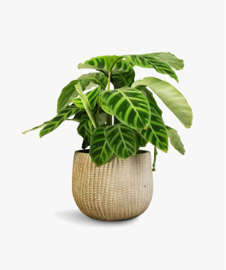 Echeveria Succulent Schefflera Umbrella Plant